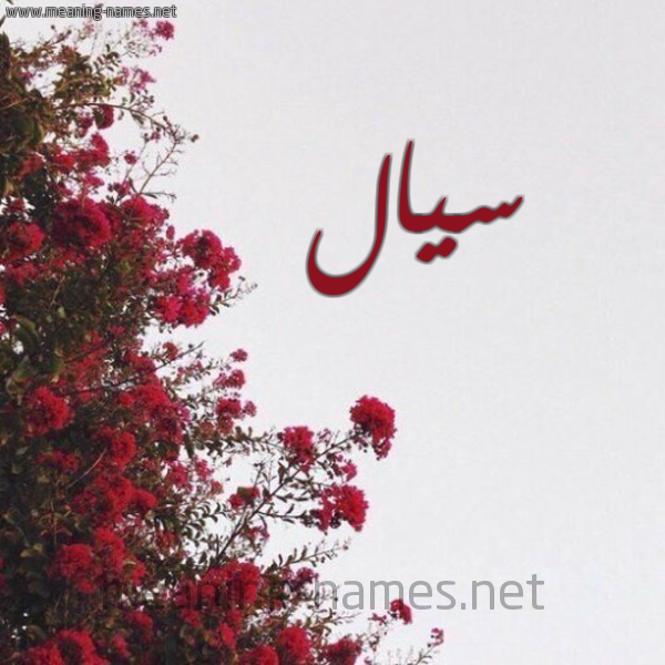 شكل 18 صوره الورد الأحمر للإسم بخط رقعة صورة اسم سيال Syal