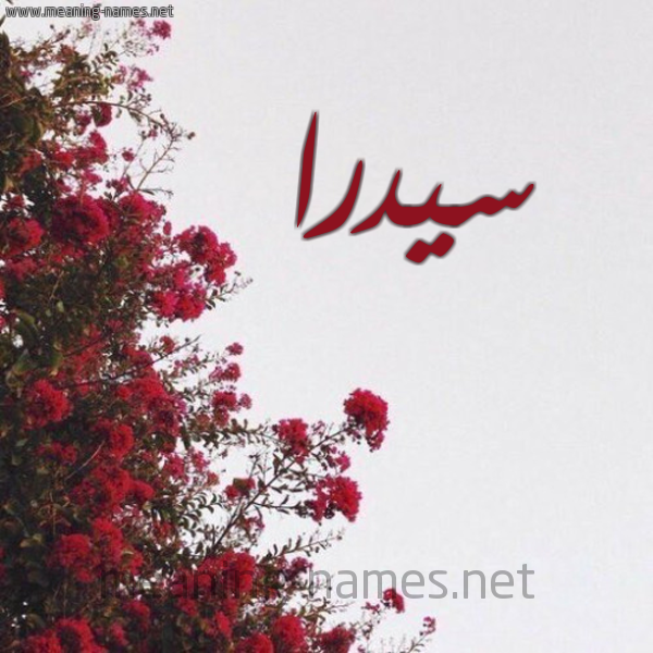 شكل 18 صوره الورد الأحمر للإسم بخط رقعة صورة اسم سيدرا Sidra