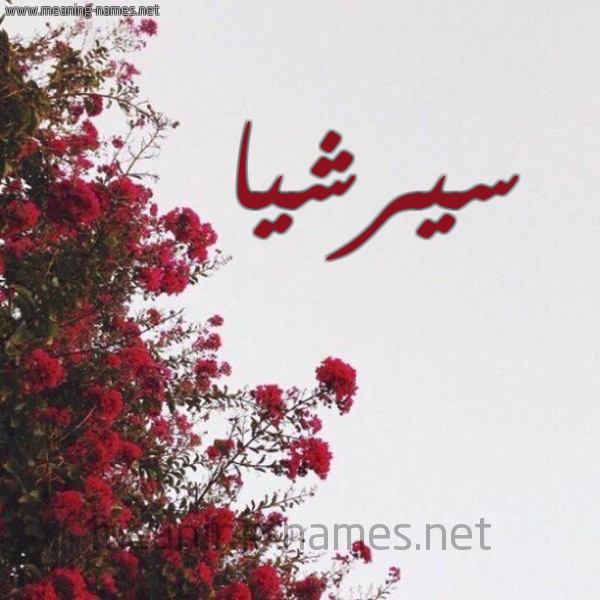 شكل 18 صوره الورد الأحمر للإسم بخط رقعة صورة اسم سيرشيا Saoirse