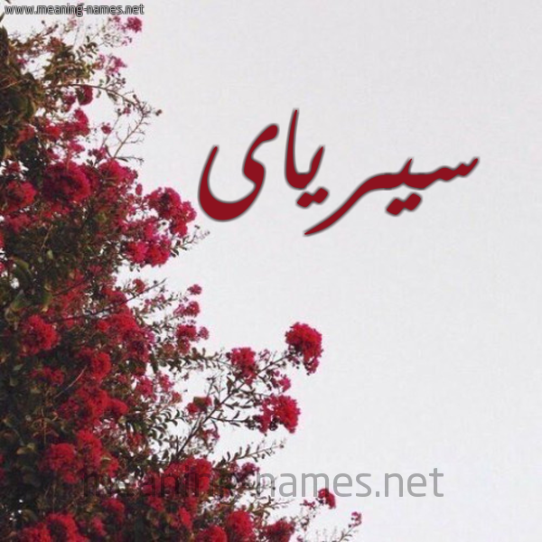 شكل 18 صوره الورد الأحمر للإسم بخط رقعة صورة اسم سيرياى Sira