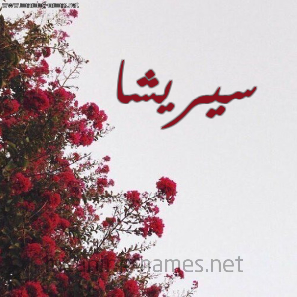 شكل 18 صوره الورد الأحمر للإسم بخط رقعة صورة اسم سيريشا Saoirse