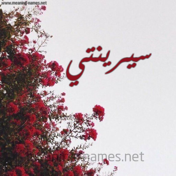 شكل 18 صوره الورد الأحمر للإسم بخط رقعة صورة اسم سيرينتي Serenity