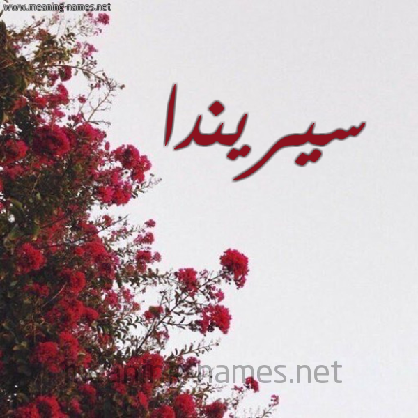 شكل 18 صوره الورد الأحمر للإسم بخط رقعة صورة اسم سيريندا sirinda