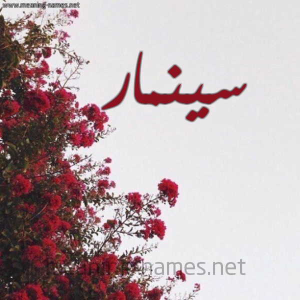 شكل 18 صوره الورد الأحمر للإسم بخط رقعة صورة اسم سينمار Sinmar
