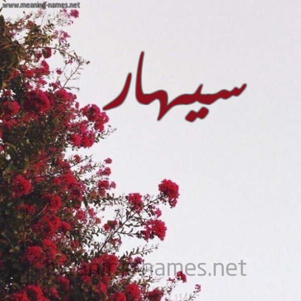 شكل 18 صوره الورد الأحمر للإسم بخط رقعة صورة اسم سيهار sihar