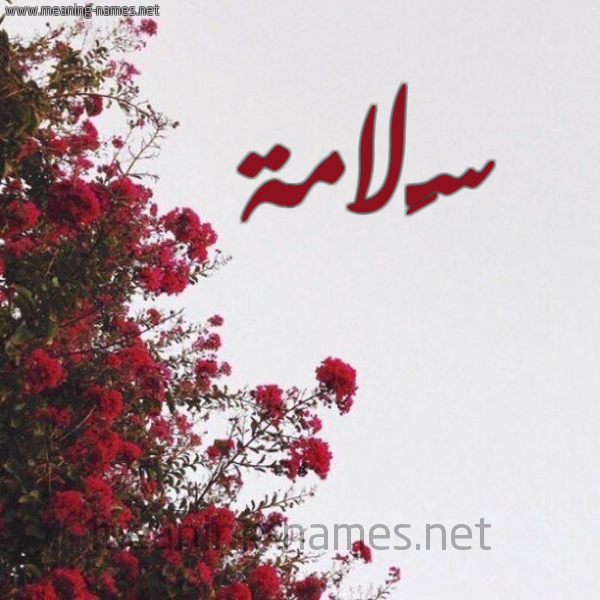 شكل 18 صوره الورد الأحمر للإسم بخط رقعة صورة اسم سَلامة SALAMa
