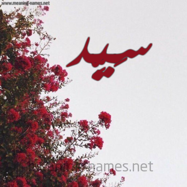 شكل 18 صوره الورد الأحمر للإسم بخط رقعة صورة اسم سَيِّد SAIED