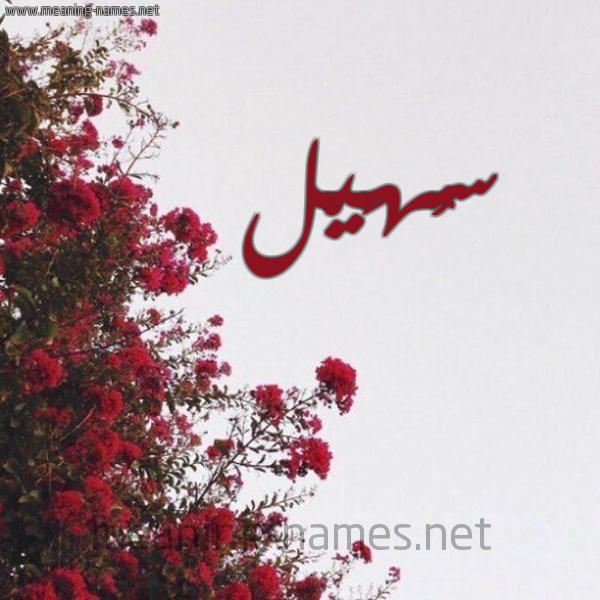 شكل 18 صوره الورد الأحمر للإسم بخط رقعة صورة اسم سُهَيْل Sohail