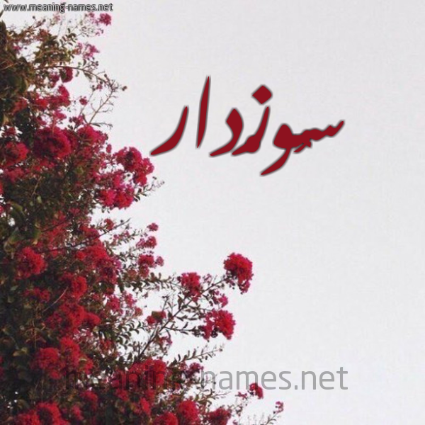 شكل 18 صوره الورد الأحمر للإسم بخط رقعة صورة اسم سُوزْدار SOOZDAR