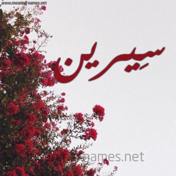 شكل 18 صوره الورد الأحمر للإسم بخط رقعة صورة اسم سِيرين Seirin