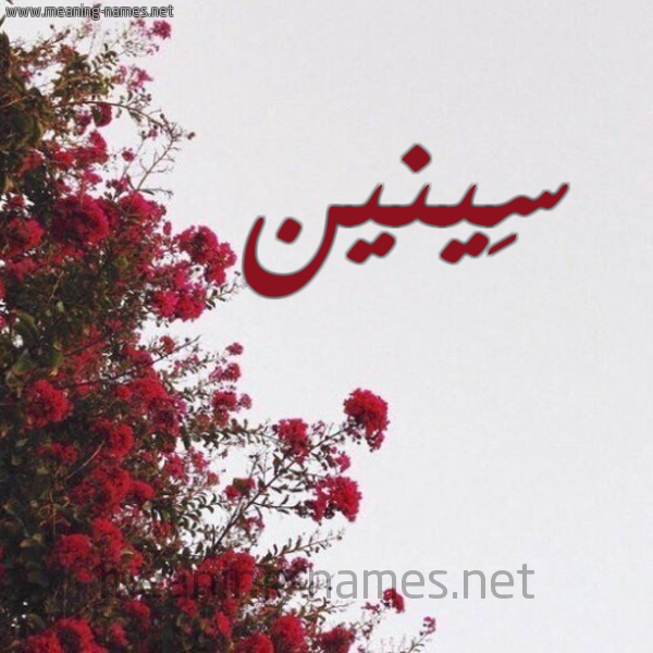 شكل 18 صوره الورد الأحمر للإسم بخط رقعة صورة اسم سِينين SEININ