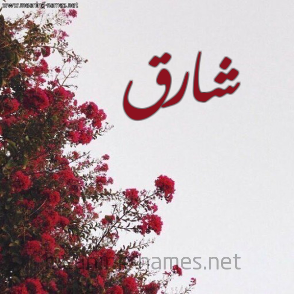 شكل 18 صوره الورد الأحمر للإسم بخط رقعة صورة اسم شارق Sharq