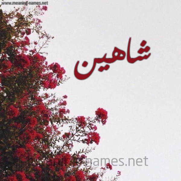 شكل 18 صوره الورد الأحمر للإسم بخط رقعة صورة اسم شاهين Shahyn