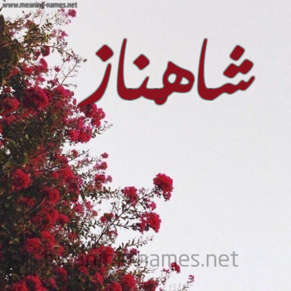 شكل 18 صوره الورد الأحمر للإسم بخط رقعة صورة اسم شاهْناز SHAHNAZ