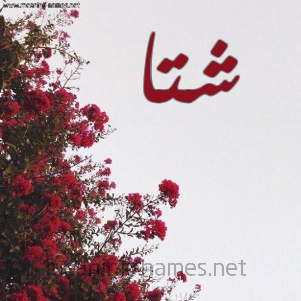 شكل 18 صوره الورد الأحمر للإسم بخط رقعة صورة اسم شتا SHTA