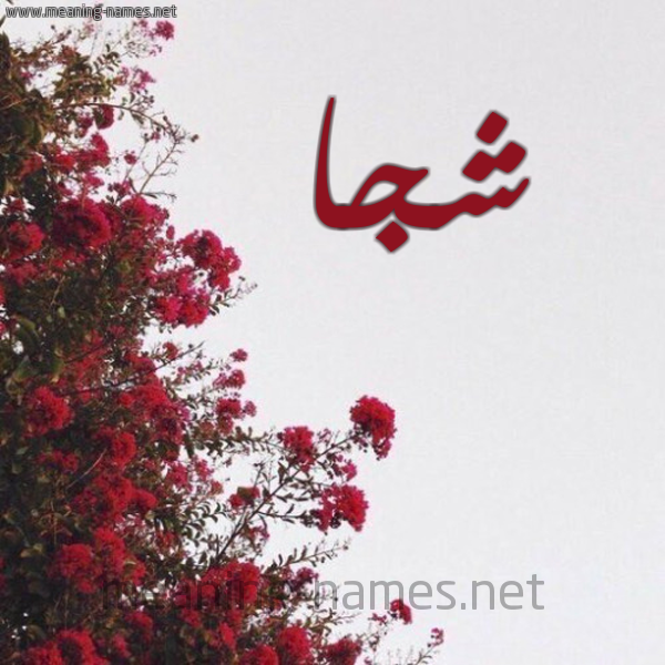 شكل 18 صوره الورد الأحمر للإسم بخط رقعة صورة اسم شجا SHGA