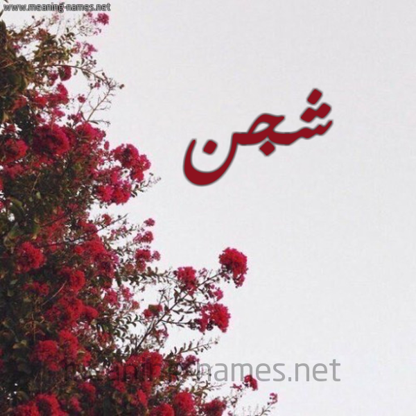 شكل 18 صوره الورد الأحمر للإسم بخط رقعة صورة اسم شجن Shgn