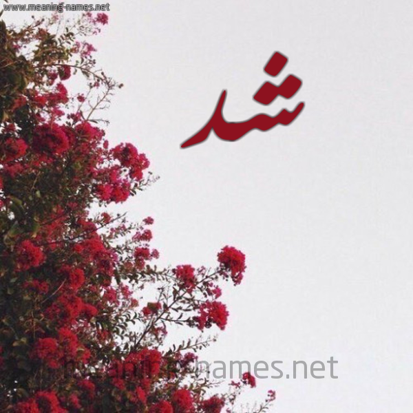 شكل 18 صوره الورد الأحمر للإسم بخط رقعة صورة اسم شد SHD