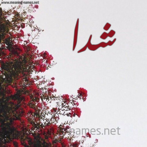 شكل 18 صوره الورد الأحمر للإسم بخط رقعة صورة اسم شدا Shada