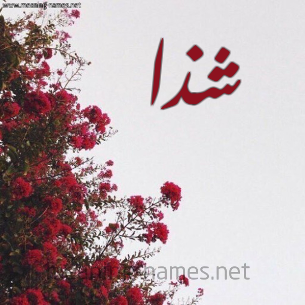 شكل 18 صوره الورد الأحمر للإسم بخط رقعة صورة اسم شذا Shdha