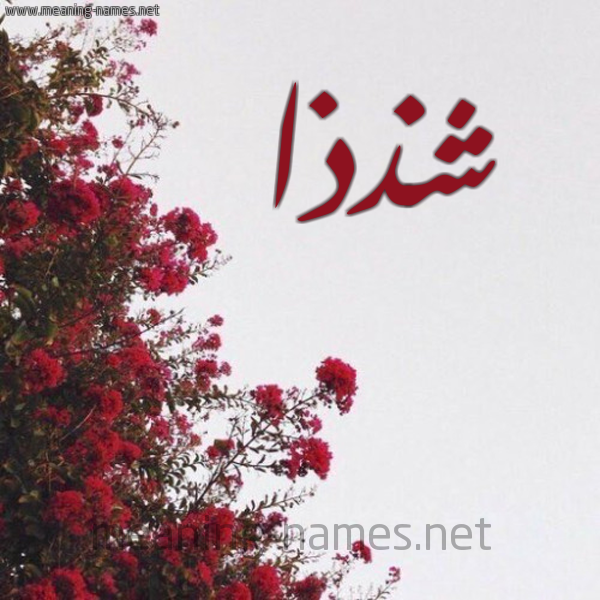 شكل 18 صوره الورد الأحمر للإسم بخط رقعة صورة اسم شذذا Shaza