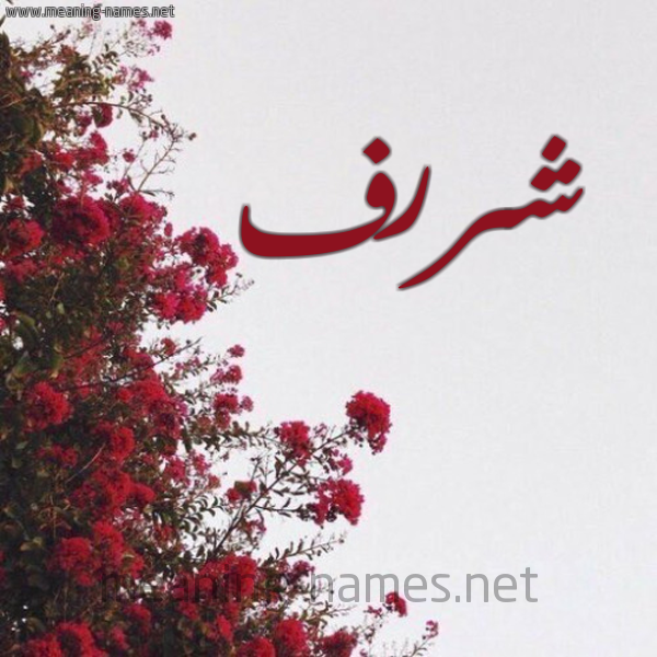 شكل 18 صوره الورد الأحمر للإسم بخط رقعة صورة اسم شررف Sharaf