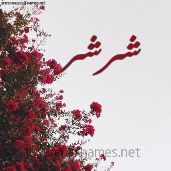 شكل 18 صوره الورد الأحمر للإسم بخط رقعة صورة اسم شرشر SHRSHR