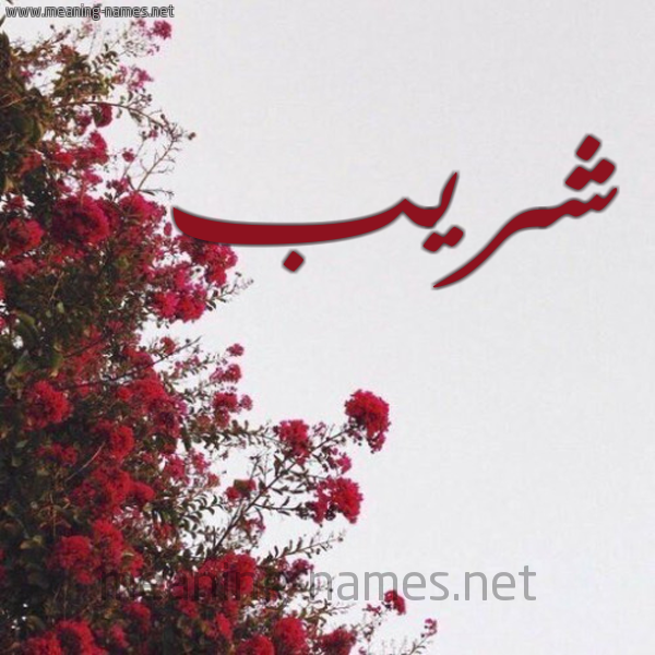 شكل 18 صوره الورد الأحمر للإسم بخط رقعة صورة اسم شريب SHRIB