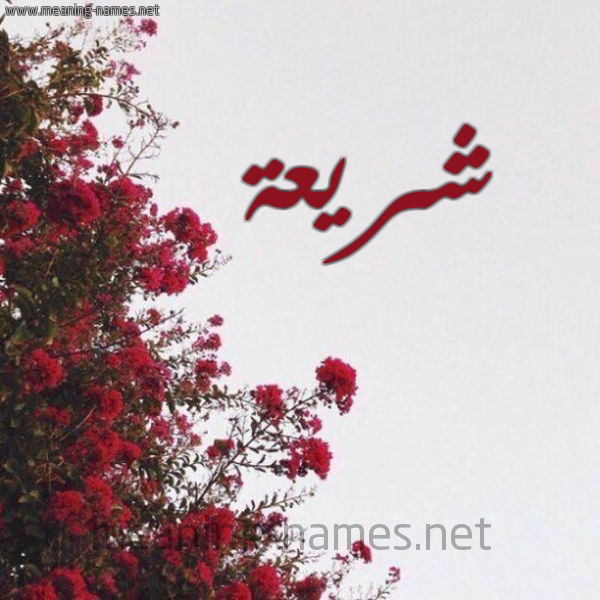 شكل 18 صوره الورد الأحمر للإسم بخط رقعة صورة اسم شريعة shariaa