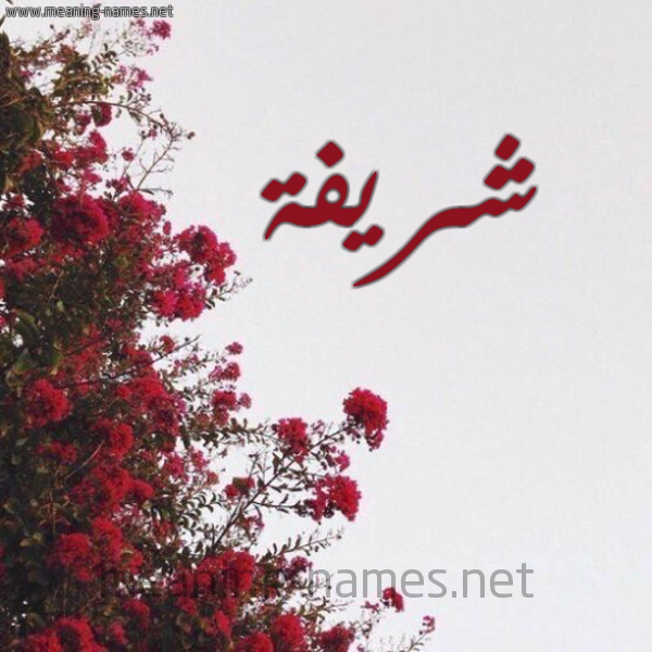 شكل 18 صوره الورد الأحمر للإسم بخط رقعة صورة اسم شريفة Shryfh