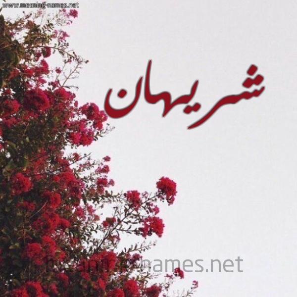 شكل 18 صوره الورد الأحمر للإسم بخط رقعة صورة اسم شريهان Shrihan