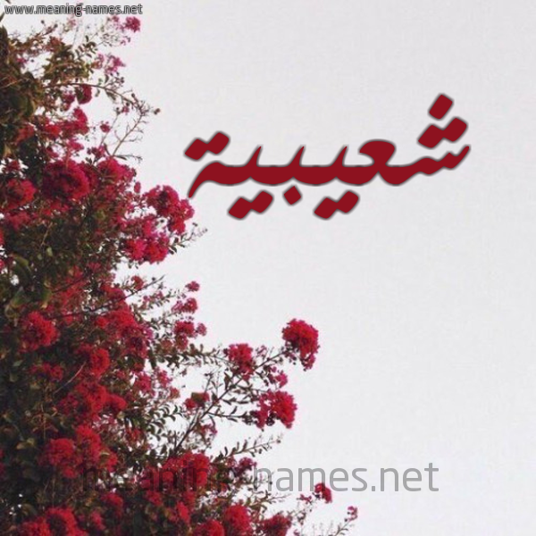 شكل 18 صوره الورد الأحمر للإسم بخط رقعة صورة اسم شعيبية CHAAIBIA
