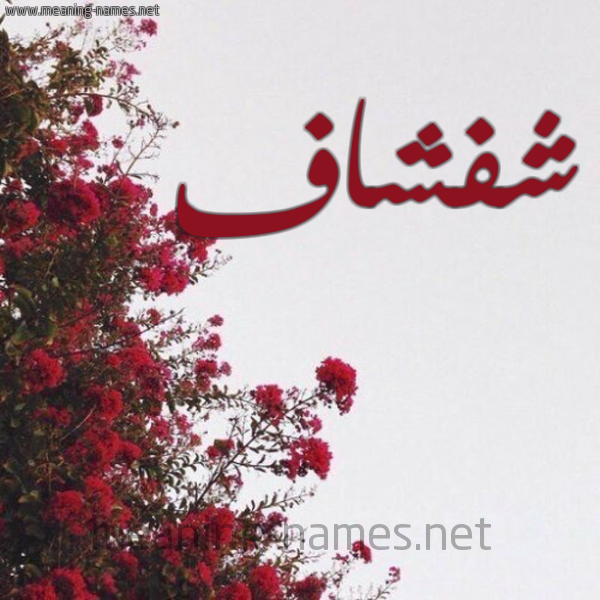 شكل 18 صوره الورد الأحمر للإسم بخط رقعة صورة اسم شفشاف Shfshaf