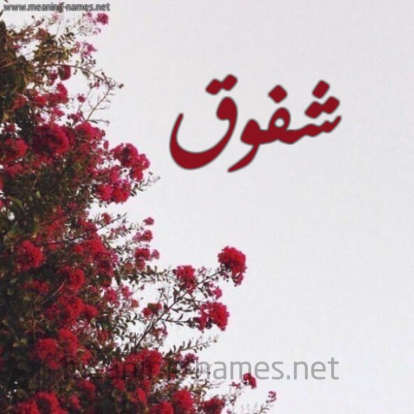 شكل 18 صوره الورد الأحمر للإسم بخط رقعة صورة اسم شفوق Shfwq