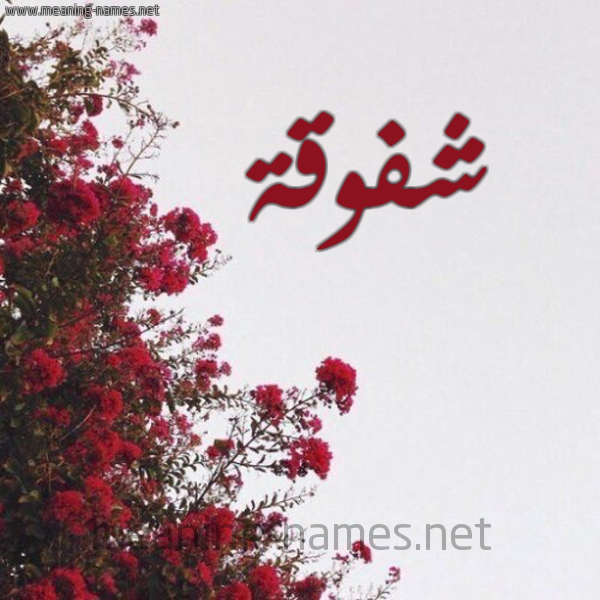 شكل 18 صوره الورد الأحمر للإسم بخط رقعة صورة اسم شفوقة SHFOQH