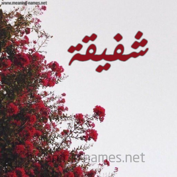 شكل 18 صوره الورد الأحمر للإسم بخط رقعة صورة اسم شفيقة CHAFIKA