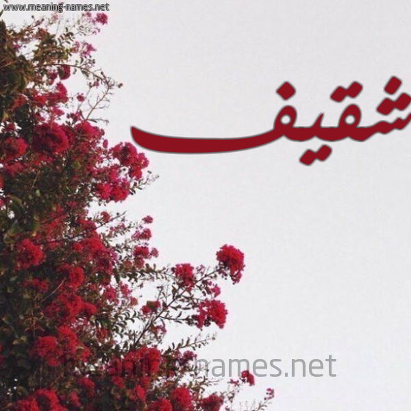 شكل 18 صوره الورد الأحمر للإسم بخط رقعة صورة اسم شقيف SHQIF