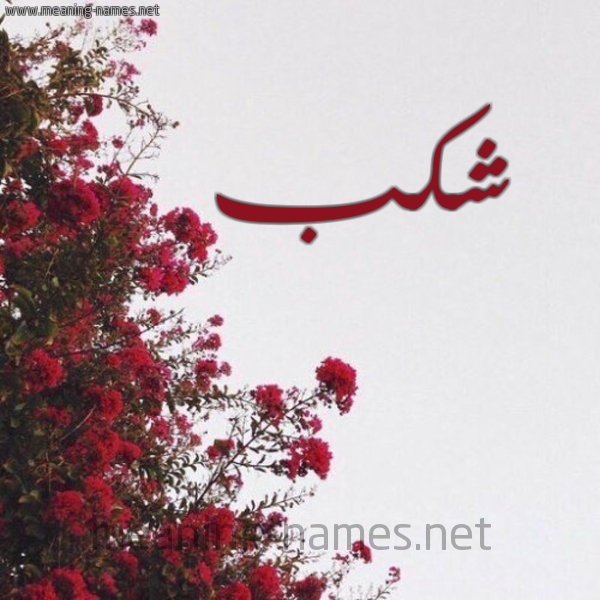شكل 18 صوره الورد الأحمر للإسم بخط رقعة صورة اسم شكب Shkb