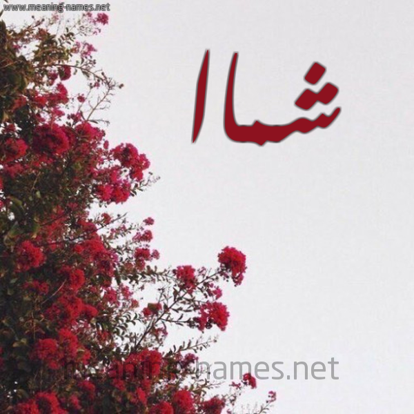 شكل 18 صوره الورد الأحمر للإسم بخط رقعة صورة اسم شماا Shamma
