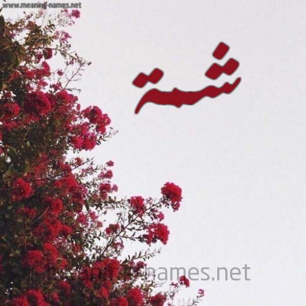 شكل 18 صوره الورد الأحمر للإسم بخط رقعة صورة اسم شمة Shmh