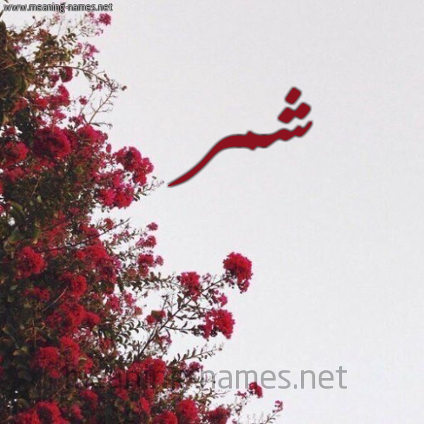 شكل 18 صوره الورد الأحمر للإسم بخط رقعة صورة اسم شمر Shmr