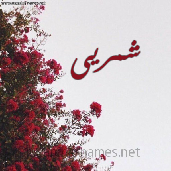 شكل 18 صوره الورد الأحمر للإسم بخط رقعة صورة اسم شمريى Shamri