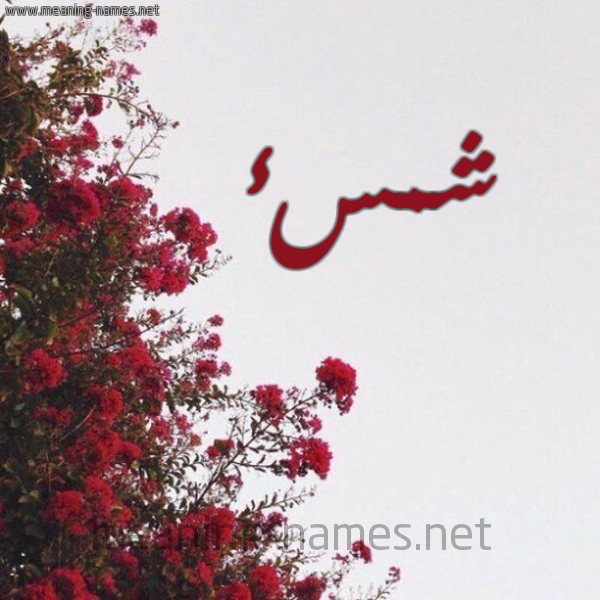 شكل 18 صوره الورد الأحمر للإسم بخط رقعة صورة اسم شمسء Shams