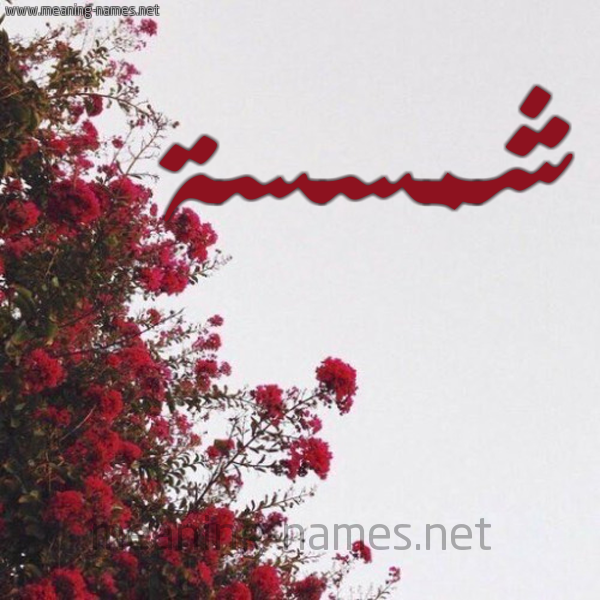 شكل 18 صوره الورد الأحمر للإسم بخط رقعة صورة اسم شمسسة Shamsa