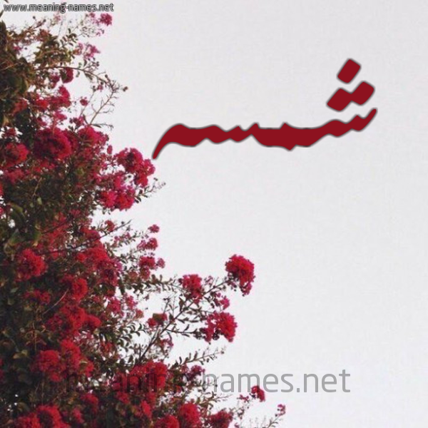 شكل 18 صوره الورد الأحمر للإسم بخط رقعة صورة اسم شمسه Shms'h