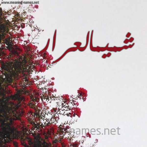 شكل 18 صوره الورد الأحمر للإسم بخط رقعة صورة اسم شميمالعرار Shmymal'rar