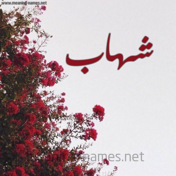 شكل 18 صوره الورد الأحمر للإسم بخط رقعة صورة اسم شهاب Shehab