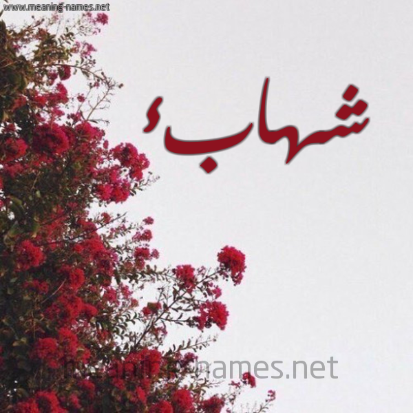 شكل 18 صوره الورد الأحمر للإسم بخط رقعة صورة اسم شهابء Shehab