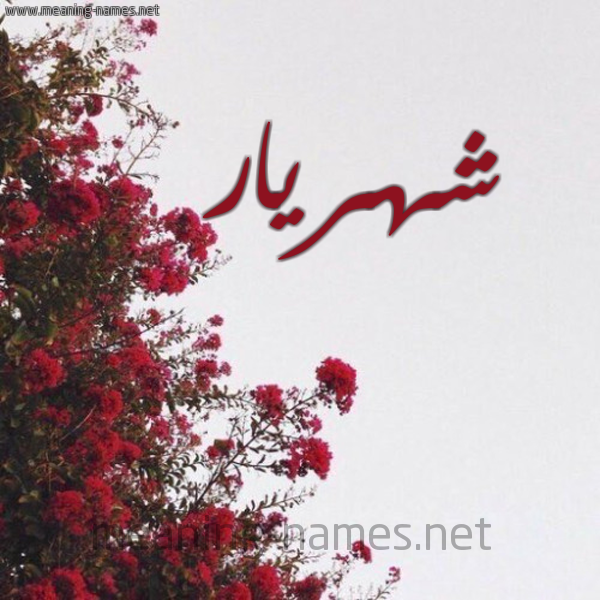 شكل 18 صوره الورد الأحمر للإسم بخط رقعة صورة اسم شهريار Shahriar
