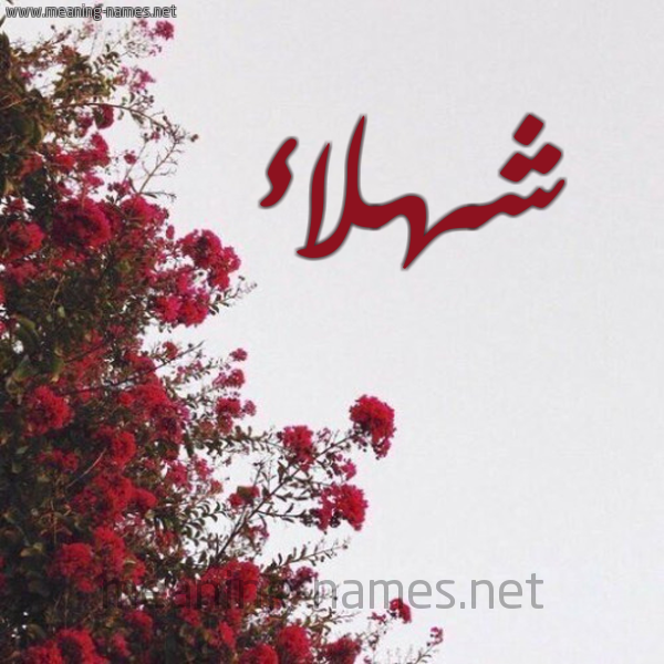 شكل 18 صوره الورد الأحمر للإسم بخط رقعة صورة اسم شهلاء Shhlaa